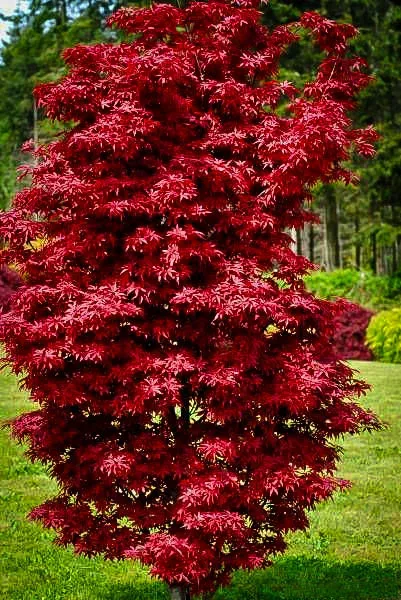 Twomblys Red Sentinel Japanese Maple 1 Twomblys Red Sentinel Japanese Maple