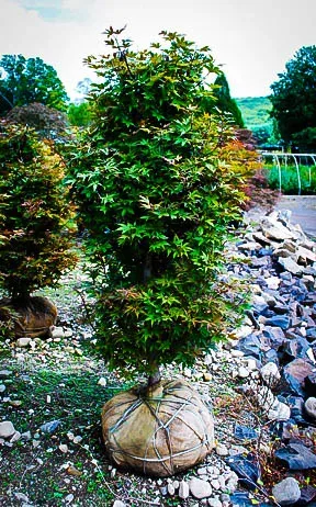 Twomblys Red Sentinel Japanese Maple 2 Twomblys Red Sentinel Japanese Maple - Image 2