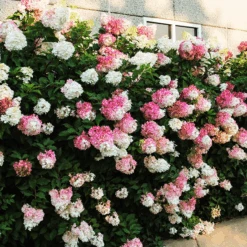 Vanilla Strawberry™ Hydrangea