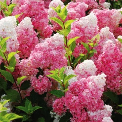 Vanilla Strawberry™ Hydrangea -The Tree Center vanilla strawberry hydrangea 2