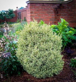 Variegated Boxwood -The Tree Center variegated english boxwood 1 600x654 1