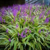 Variegated Liriope