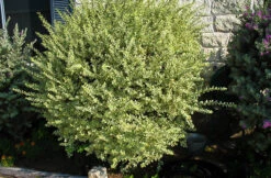 Variegated Privet