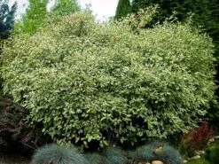 Variegated Red Twig Dogwood -The Tree Center variegated red twig dogwood 1 600x450 1