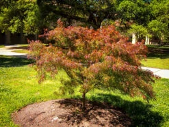 Villa Taranto Japanese Maple -The Tree Center villa taranto 1 600x452 1