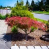 Villa Taranto Japanese Maple
