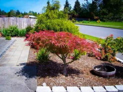 Villa Taranto Japanese Maple