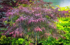 Villa Taranto Japanese Maple -The Tree Center villa taranto 3 600x389 1