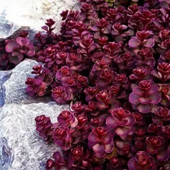 Voodoo Sedum -The Tree Center voodoo sedum 3 jpg webp