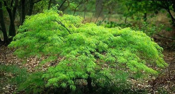 Waterfall Japanese Maple 1 Waterfall Japanese Maple