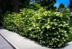Wavy Leaf Privet Ligustrum -The Tree Center wavy leaf ligustrum 1 600x409 1