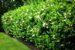 Wavy Leaf Privet Ligustrum -The Tree Center wavy leaf ligustrum 4 600x406 1