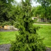 Weeping Serbian Spruce