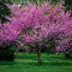 Eastern Redbud Tree -The Tree Center western redbud 12 jpg webp