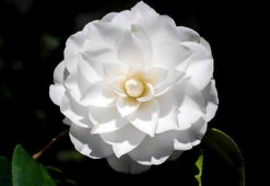 White By The Gate Camellia -The Tree Center white by the gates camellia 1 600x413 1
