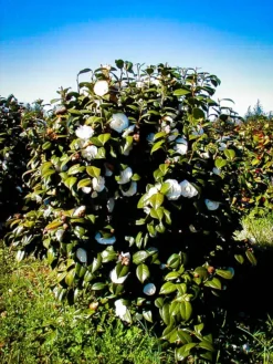 White By The Gate Camellia