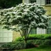White Kousa Dogwood Tree