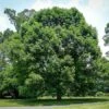 White Oak Tree