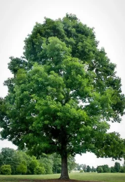 White Oak Tree -The Tree Center white oak 3 jpg webp
