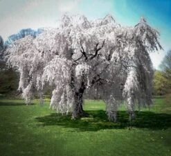 Yoshino Weeping Cherry Tree 5 Yoshino Weeping Cherry Tree -The Tree Center white weeping cherry 1 600x546 1