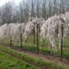 Yoshino Weeping Cherry Tree