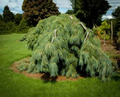 White Weeping Pine