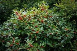 Winterberry Holly -The Tree Center winterberry holly 1 600x400 1