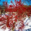 Winterberry Holly