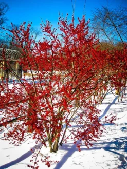 Winterberry Holly