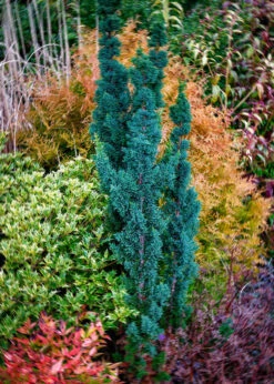 Wissels Saguaro Cypress