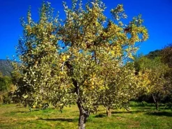 Golden Delicious Apple Tree 5 Golden Delicious Apple Tree -The Tree Center yellow delicious apple tree 3 jpg webp