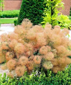 Young Lady Pink Smoke Tree -The Tree Center young lady smoke tree 1 jpg webp