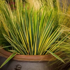 Bright Edge Yucca